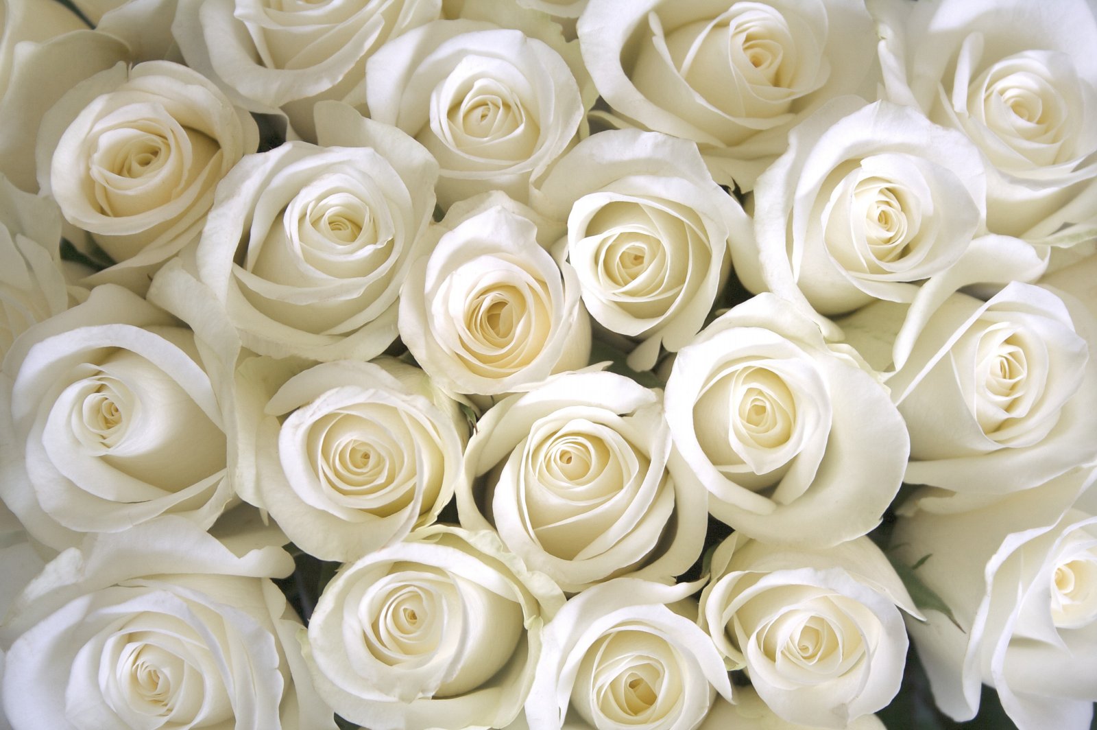 çiçekler 126 Beyaz Güller Duvar Kağıdı - 202.54 TL + KDV