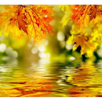 Doğa 85 Su Üzerinde Yapraklar