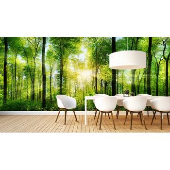 Orman Manzarası ve Güneş ışığı