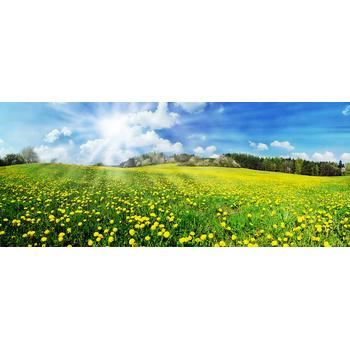 Panoramik Papatya Bahçesi Manzarası