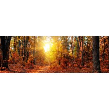 Panoramik Sonbahar Ormanı Duvar Kağıdı