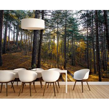 Sonbahar Ormanı Ağaç Manzarası Duvar Kağıdı