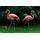 Flamingo Duvar Kağıdı 2