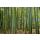 3 Boyutlu Derinlik  Bambu Ağaçlar Manzarası