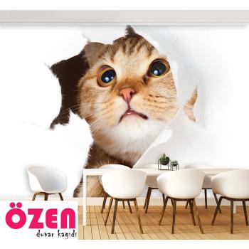 Sevimli Kedi Duvar Kağıdı